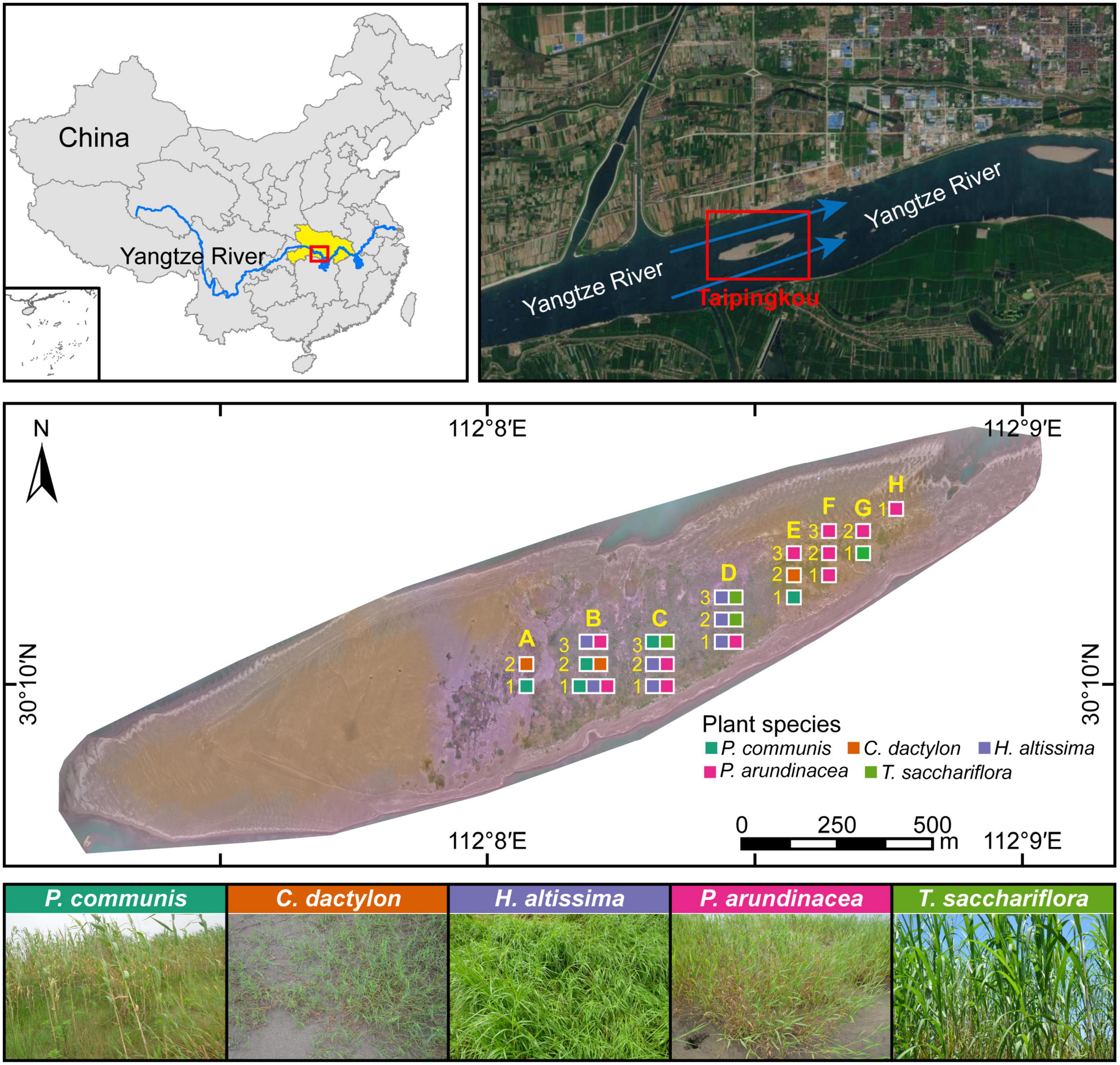 Stochastic processes drive the soil fungal communities in a developing mid-channel bar